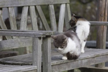 Tahta bankta iki kedi, yaklaşın.