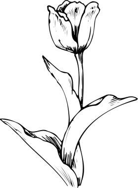 Güzel çiçek çizimi, el çizimi botanik çizimi, siyah ve beyaz.