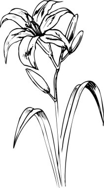 Güzel çiçek tasarımı, el çizimi, botanik çizimi, siyah ve beyaz.