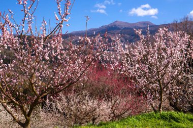 Japonya 'da pembe çiçek açan ağaçlar