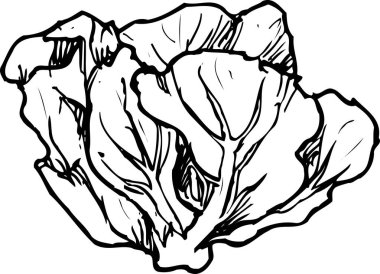 Beyaz arka planda izole edilmiş lahananın siyah beyaz çizimi