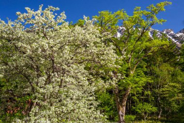 İlkbaharda kiraz çiçekleri 