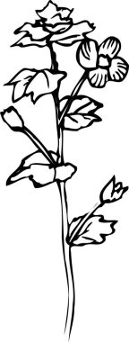 Güzel çiçek açan bitki, çiçek dizaynı, el çizimi botanik çizimi, siyah ve beyaz