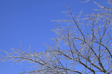 Donmuş dallar mavi gökyüzüne karşı buzla kaplı, kış günü arka plan