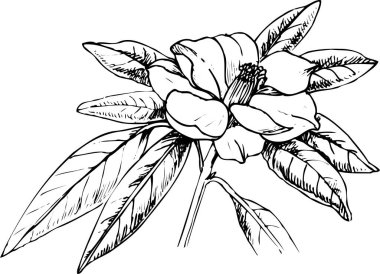 Güzel çiçek tasarımı, el çizimi, botanik çizimi, siyah ve beyaz.