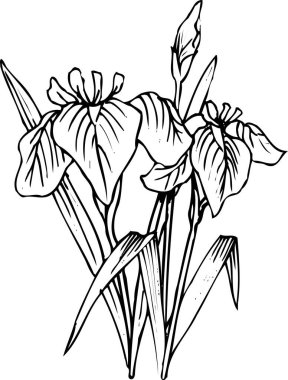 Güzel çiçek açan bitki, çiçek dizaynı, el çizimi botanik çizimi, siyah ve beyaz