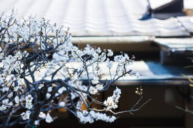Güzel kiraz çiçeklerine yakın.