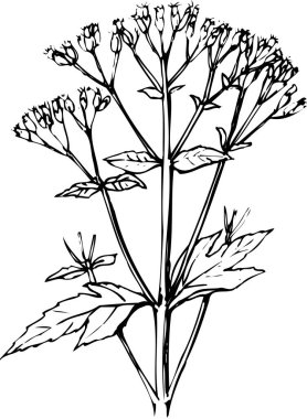 Çiçeklerin siyah beyaz çizimi