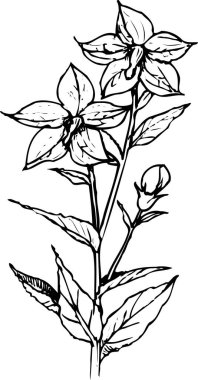 Çiçeklerin siyah beyaz çizimi