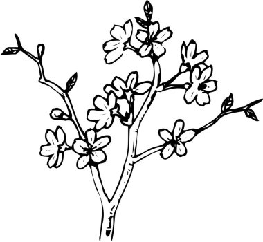 Beyaz arka planda çiçekleri olan güzel ağaç dalı 