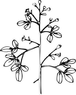 Çiçekli dalın siyah basit silüeti