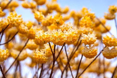 Bahçede açan güzel sarı çiçeklerin yakın plan görüntüsü.