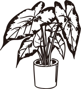 saksıda bitki, el çizimi bitki resmi, siyah ve beyaz. 
