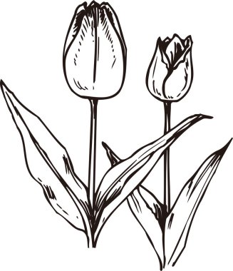 siyah basit lalelerin silüeti 