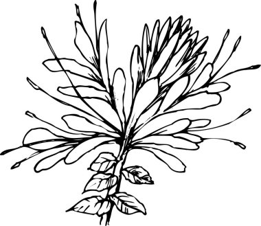 Güzel çiçek tasarımı, el çizimi, botanik çizimi, siyah ve beyaz.