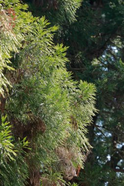 Ormanda yeşil çam ağacı dalları, yakın görüş  