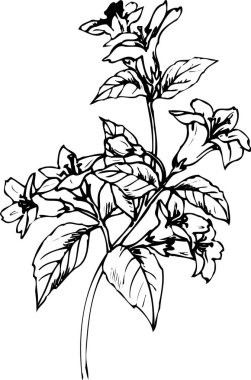 Güzel çiçek çizimi, el çizimi botanik çizimi, siyah ve beyaz.