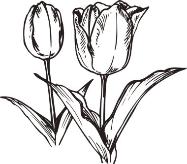 siyah basit lalelerin silüeti