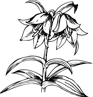 güzel çiçek açan bitki, yaz çiçeği tasarımı, el çizimi botanik çizimi, siyah ve beyaz