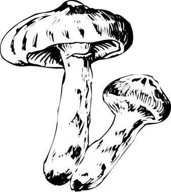 Beyaz bir mantarın siyah, basit silüeti.