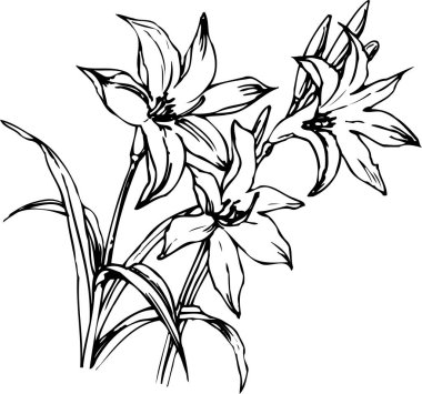 güzel çiçek açan bitki, yaz çiçeği tasarımı, el çizimi botanik çizimi, siyah ve beyaz