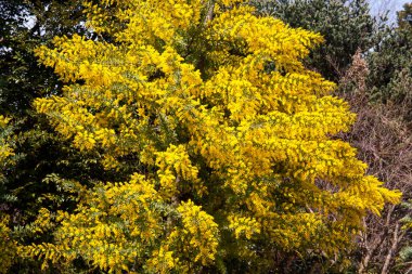 Bahçedeki sarı çiçekler