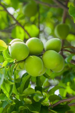 # Meyve bahçesinde olgunlaşan yeşil erikler #