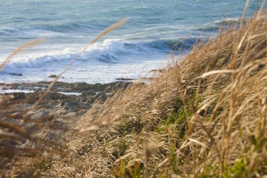 Okyanus ve sahil dalgaları