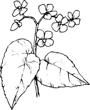 Güzel çiçek tasarımı, el çizimi, botanik çizimi, siyah ve beyaz.