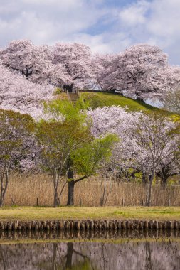 İlkbaharda güzel kiraz çiçekleri