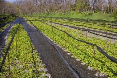 Yaz bahçesinde sıra sıra yeşil tarım bitkileri.