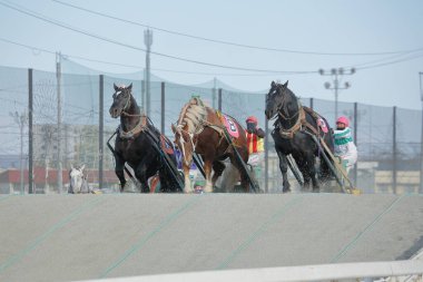 Japonya 'da Banei Keiba At Yarışı