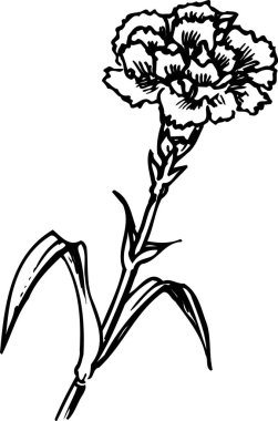 Beyaz arkaplanda izole edilmiş çiçeğin çizimi