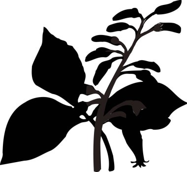 Beyaz arkaplanda siyah silueti olan çiçek 