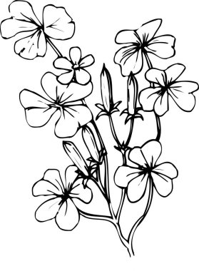 güzel çiçek açan bitki, yaz çiçeği tasarımı, el çizimi botanik çizimi, siyah ve beyaz