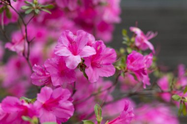 Yazın güzel pembe çiçekleri kapat.