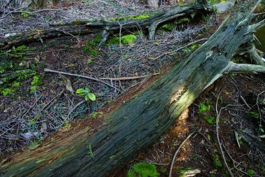 Ormandaki yaşlı ağaç kütüğünün yakın plan görüntüsü..