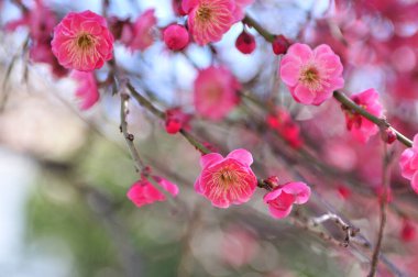 Bahçedeki güzel pembe sakura çiçekleri