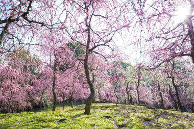 Japonya 'da kiraz ağaçlarının pembe çiçekleri