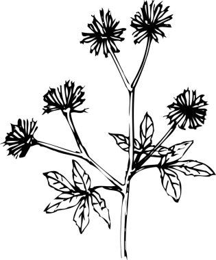 Çiçeklerin siyah beyaz çizimi