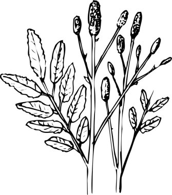 bitkinin siyah-beyaz çizimi