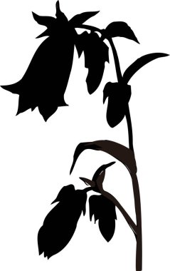 Beyaz arkaplanda izole edilmiş siyah çiçek bitkisi silueti, çiçekli botanik illüstrasyon 