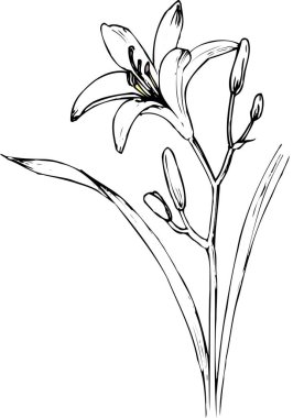 Güzel çiçek tasarımı, el çizimi, botanik çizimi, siyah ve beyaz.