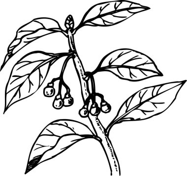 Siyah beyaz kiraz ağacının basit bir çizimi