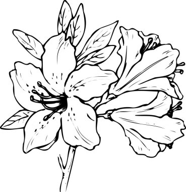 Güzel çiçek çizimi, el çizimi botanik çizimi, siyah ve beyaz.
