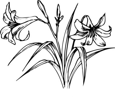 güzel çiçek açan bitki, yaz çiçeği tasarımı, el çizimi botanik çizimi, siyah ve beyaz