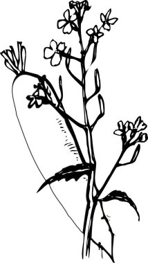 Güzel çiçek açan bitki, çiçek dizaynı, el çizimi botanik çizimi, siyah ve beyaz