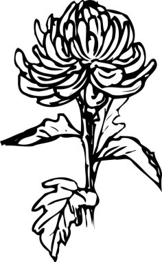 Çiçeğin siyah beyaz çizimi