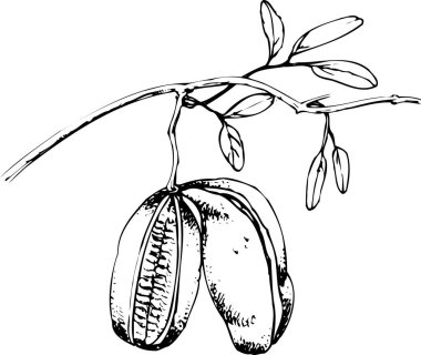 Kakao ağacı dalı, beyaz arkaplanda izole edilmiş siyah beyaz çizim 