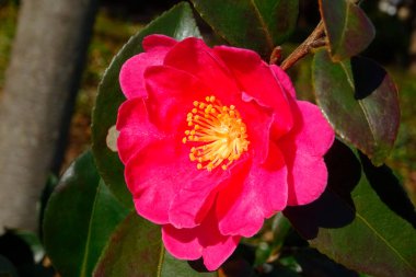 Bahçede büyüyen güzel pembe çiçeğin yakın çekim görüntüsü